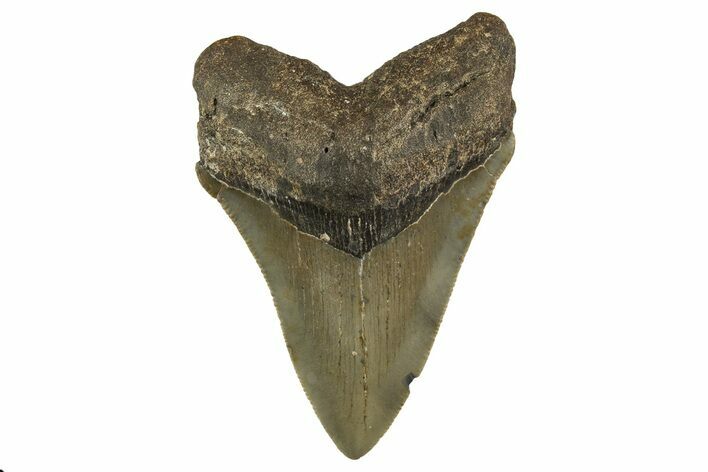 Serrated, Fossil Megalodon Tooth - North Carolina #328293